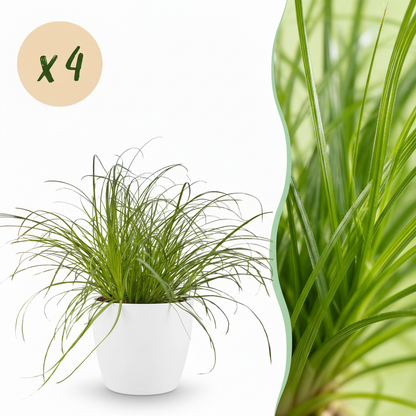 Un Cyperus alternifolius Zumula, aussi appelé plante à chats, avec ses longues feuilles vertes retombantes dans un cache-pot blanc élégant