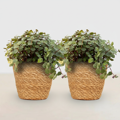 Deux Calissia repens avec un feuillage vert clair en pot tressé de fibres naturelles posées sur une surface blanche