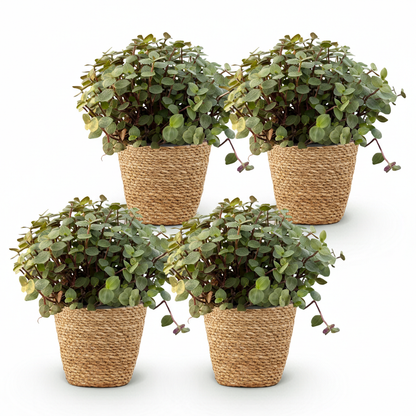 Quatre Calissia repens, petites plantes au feuillage vert et tiges violacées dans des pots en osier tressé