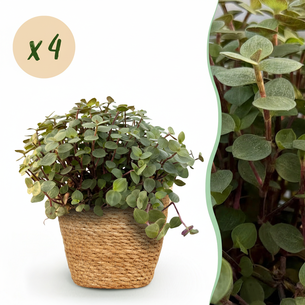 Une Calissia repens luxuriante avec de petites feuilles rondes vertes et des tiges rosées, placée dans un cache-pot Panier en fibres
