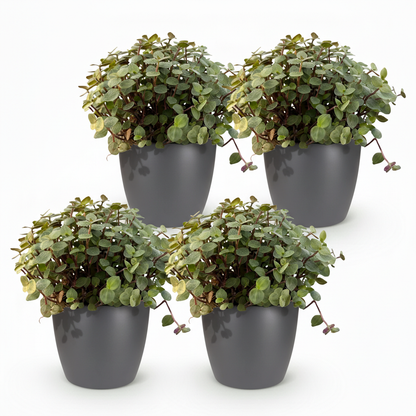 Quatre plants de Calissia repens au feuillage vert et pourpre dans des pots ronds gris anthracite sur fond blanc