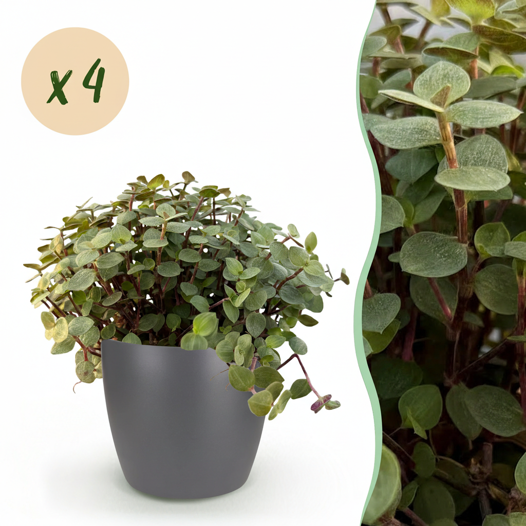 Une Calissia repens avec de petites feuilles rondes vertes et des tiges pourpres, poussant dans un cache-pot gris