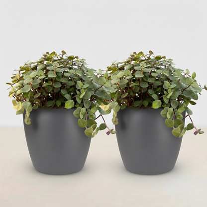 Deux calissia repens au feuillage vert clair et aux tiges retombantes dans des pots ronds gris anthracite