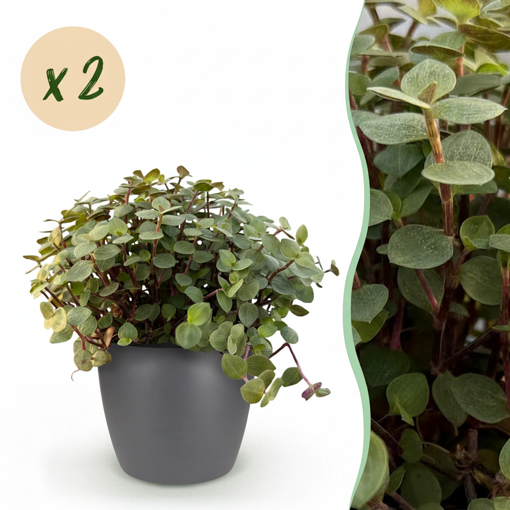 Une Calissia repens avec de petites feuilles rondes vert clair et des tiges fines, présentée dans un cache-pot gris