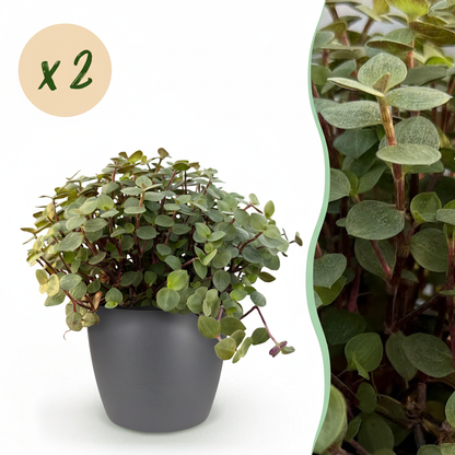 Une Calissia repens avec de petites feuilles rondes vert clair et des tiges fines, présentée dans un cache-pot gris