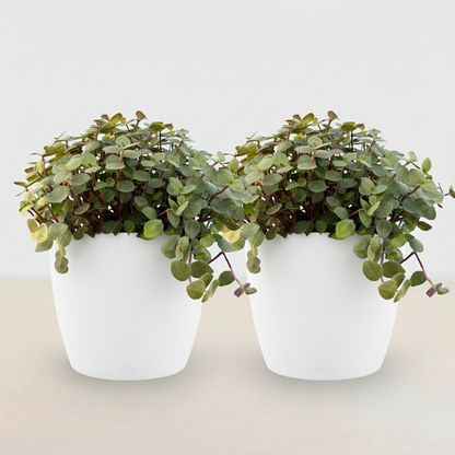 Deux Calissia repens au feuillage retombant vert et pourpre dans des pots blancs sur un fond clair