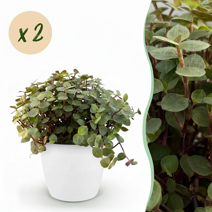 Une Calissia repens avec un feuillage dense aux petites feuilles vertes et tiges rouges, présentée dans un cache-pot blanc élégant