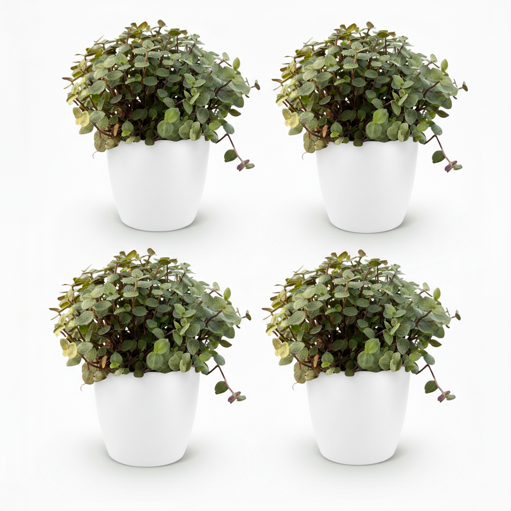 Quatre pots blancs avec des calissias repens au feuillage vert et pourpre, débordant délicatement