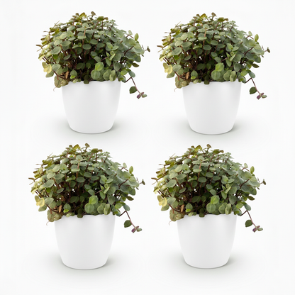 Quatre pots blancs avec des calissias repens au feuillage vert et pourpre, débordant délicatement