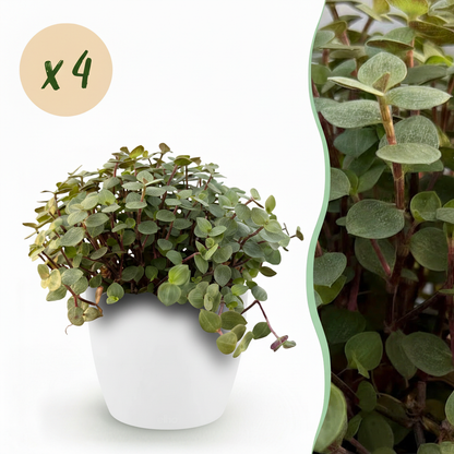Une Calissia repens avec de petites feuilles rondes vert pâle et des tiges rougeâtres dans un cache-pot blanc élégant