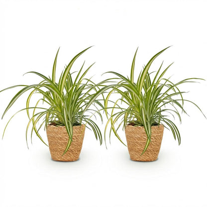 Deux plantes araignées Chlorophytum comosum avec des feuilles vertes et blanches, dans des pots en osier tressé