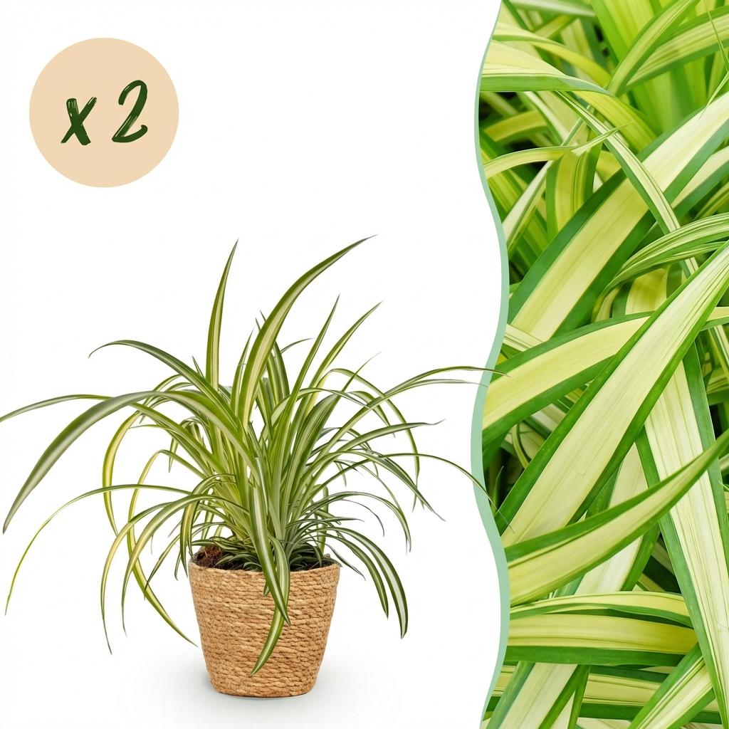 Une élégante plante Chlorophytum comosum Variegatum avec son feuillage panaché vert et blanc, placée dans un cache-pot panier tressé