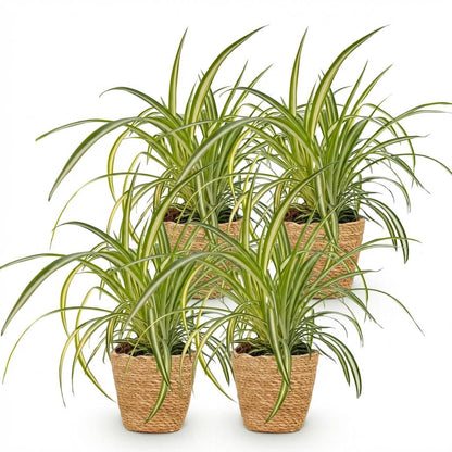 Quatre plantes araignées avec de longues feuilles vertes et blanches, dans des pots tressés en jute naturelle