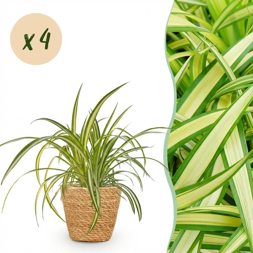Quatre Chlorophytum Comosum Variegatum au feuillage panaché retombant, présentés dans un cache-pot en fibres naturelles tressées de 12cm