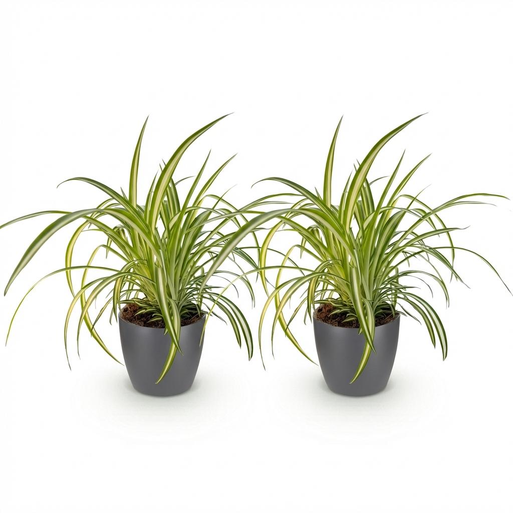 Deux plantes araignées Chlorophytum comosum Variegatum au feuillage vert et blanc dans des pots gris foncés