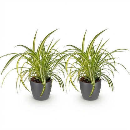 Deux plantes araignées Chlorophytum comosum Variegatum au feuillage vert et blanc dans des pots gris foncés