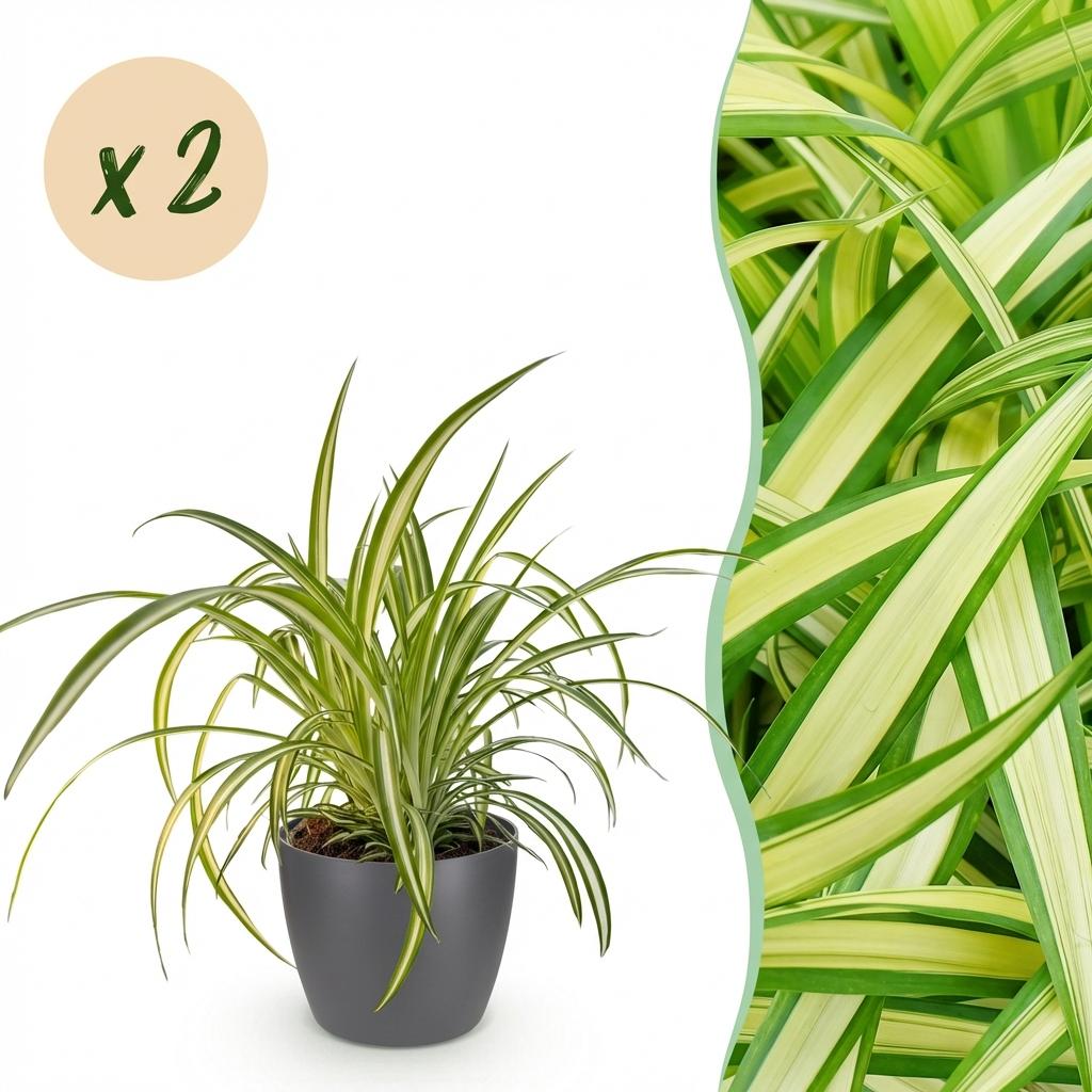 Une plante araignée panachée avec des feuilles vertes et un centre blanc, présentée dans un élégant cache-pot gris