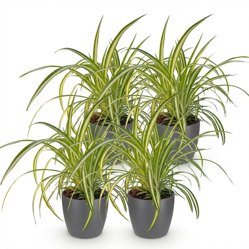 Quatre plantes araignées Chlorophytum comosum avec des feuilles vertes et blanches en pot gris sur fond blanc