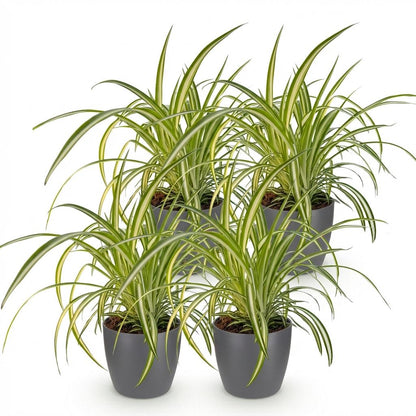 Quatre plantes araignées Chlorophytum comosum avec des feuilles vertes et blanches en pot gris sur fond blanc