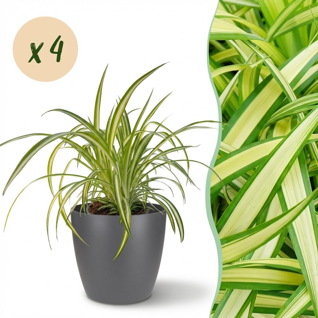 Quatre Chlorophytum Comosum Variegatum au feuillage panaché retombant, présentés dans un cache-pot gris anthracite de 12cm