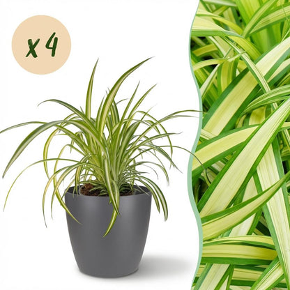 Quatre Chlorophytum Comosum Variegatum au feuillage panaché retombant, présentés dans un cache-pot gris anthracite de 12cm