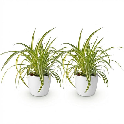 Deux plantes araignée Chlorophytum comosum Variegatum au feuillage vert et blanc dans des pots blancs ronds