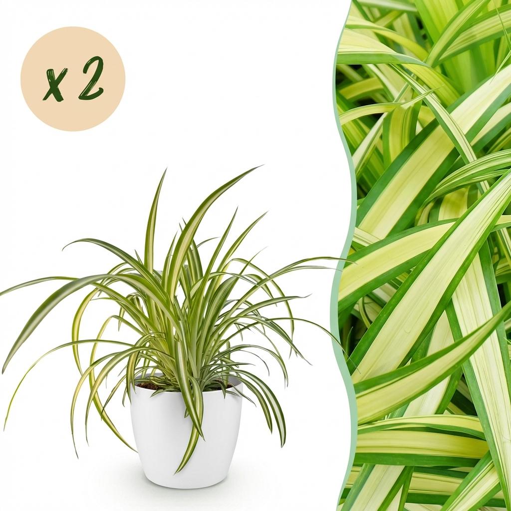 Une plante araignée panachée Chlorophytum comosum Variegatum luxuriante dans un cache-pot blanc élégant