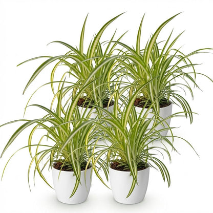 Quatre chlorophytum comosum Variegatum, plantes araignées aux longues feuilles vertes et blanches, dans des pots blancs