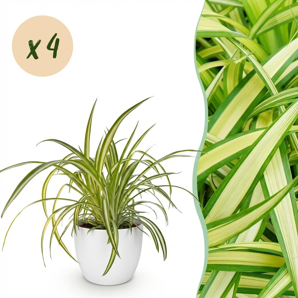 Quatre Chlorophytum Comosum Variegatum au feuillage panaché retombant, présentés dans un cache-pot blanc de 12cm