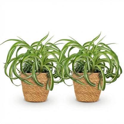 Deux Chlorophytum comosum Bonnie aux feuilles vertes bordées de blanc, dans des caches-pots en fibres naturelles