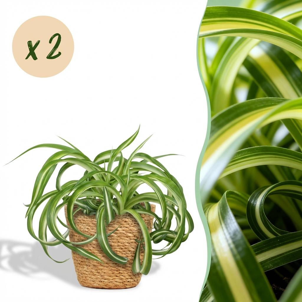 Le Chlorophytum comosum Bonnie est présenté dans un joli cache-pot en fibre naturelle tressée, avec son feuillage vert et jaune élégamment