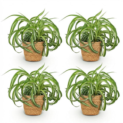 Quatre Chlorophytum comosum Bonnie aux feuilles vertes panachées de blanc, en pots tressés de couleur sable
