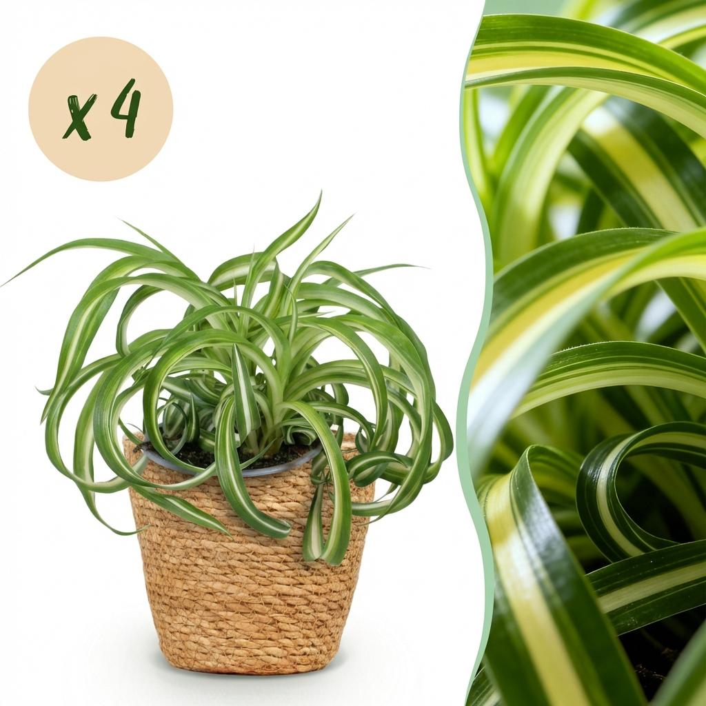 Un Chlorophytum comosum Bonnie, plante aux feuilles vertes et blanches ondulées, dans un cache-pot en panier tressé