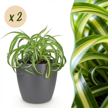 Un Chlorophytum comosum Bonnie pet-friendly dans un cache-pot gris, montrant son feuillage vert et crème