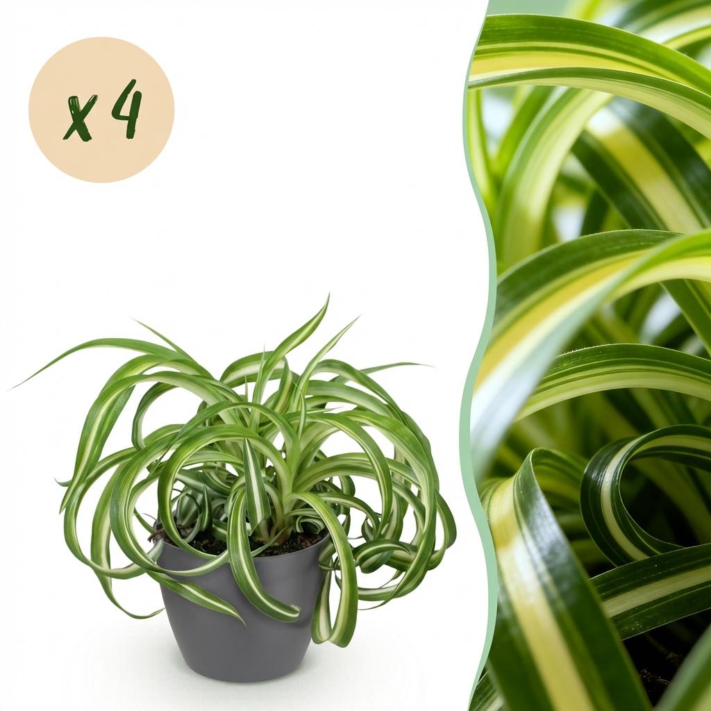 Un Chlorophytum comosum Bonnie, lys de la paix ondulé, dans un élégant cache-pot gris, avec un gros plan sur ses feuilles vertes et blanches