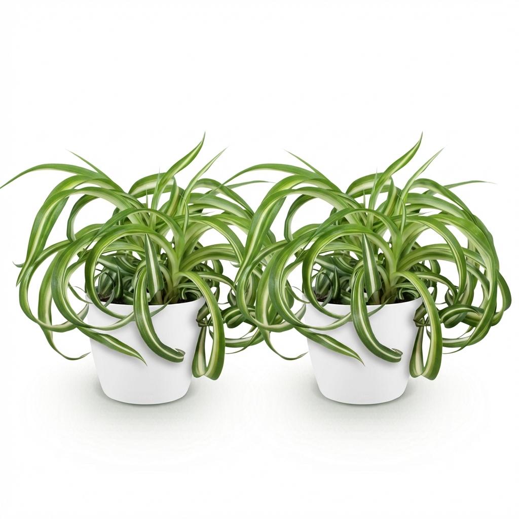 Deux chlorophytum comosum Bonnie à feuilles vertes et blanches, aux bords courbés, dans des pots blancs discrets