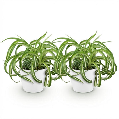 Deux chlorophytum comosum Bonnie à feuilles vertes et blanches, aux bords courbés, dans des pots blancs discrets
