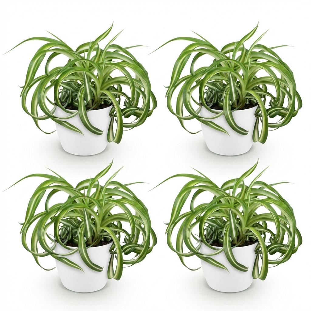 Quatre chlorophytum comosum Bonnie à feuilles vertes et blanches retombantes, plantés dans des pots blancs