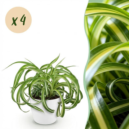 Un Chlorophytum comosum Bonnie avec des feuilles vertes et jaunes ondulées dans un cache-pot blanc élégant, sur fond clair