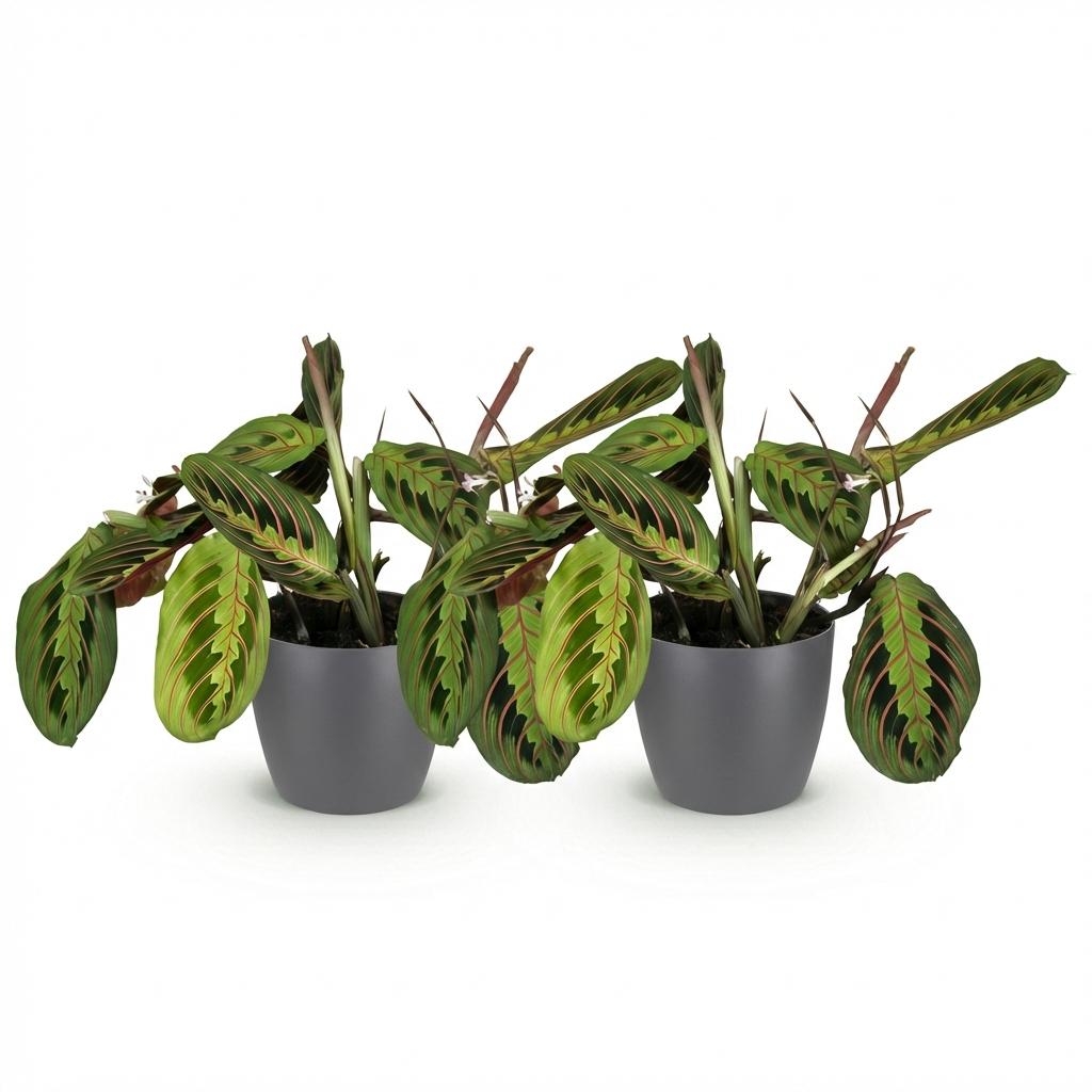 Deux Maranta Fascinator Tricolour aux feuilles vertes et rouges, dans des pots gris foncés, sur fond blanc