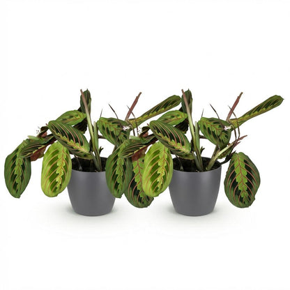 Deux Maranta Fascinator Tricolour aux feuilles vertes et rouges, dans des pots gris foncés, sur fond blanc