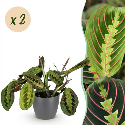Deux Maranta Fascinator Tricolour au feuillage panaché de rose et vert, présentés dans un cache-pot gris anthracite de 12cm