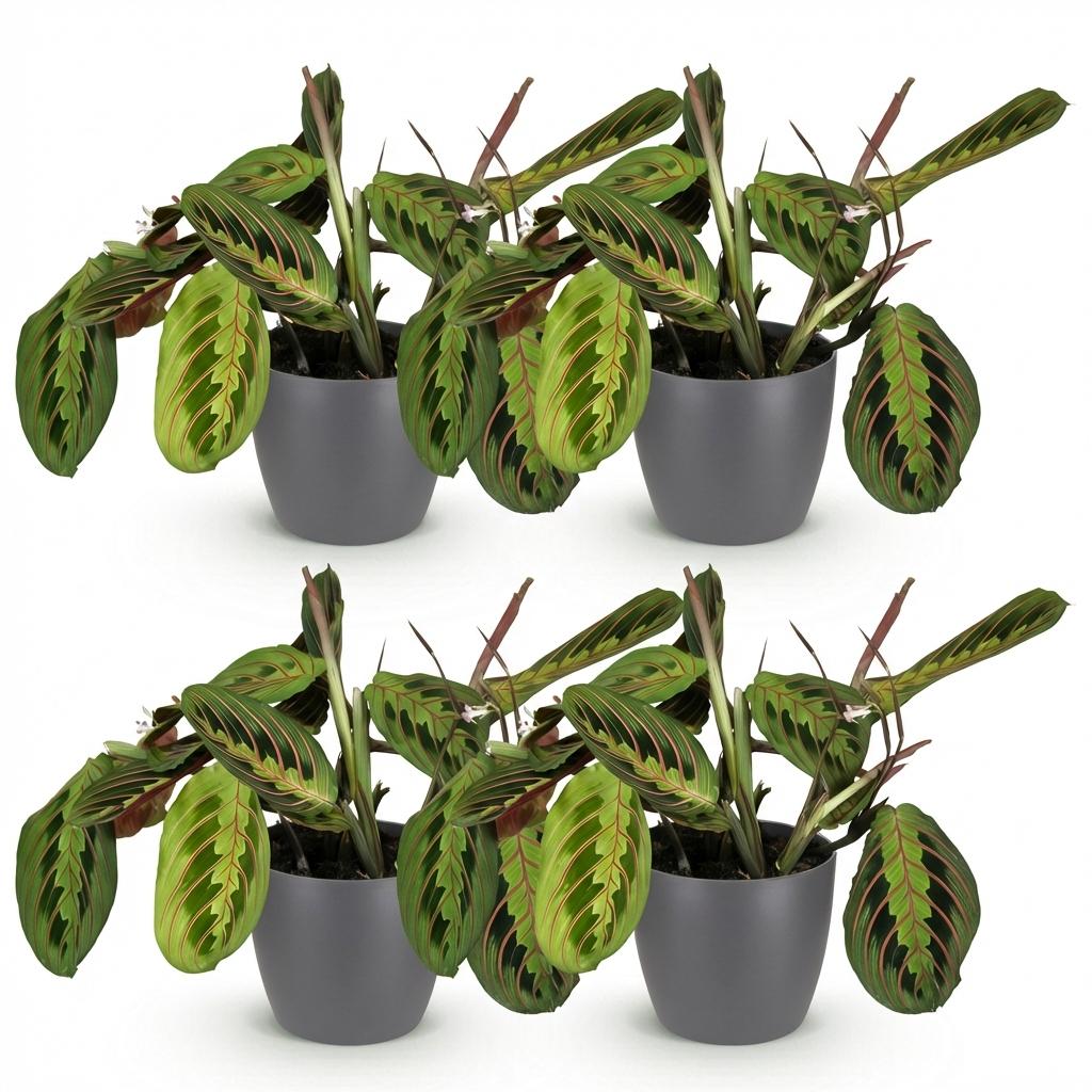 Deux élégantes Maranta Fascinator Tricolour aux feuilles vertes nervurées de rouge, dans des pots gris discrets