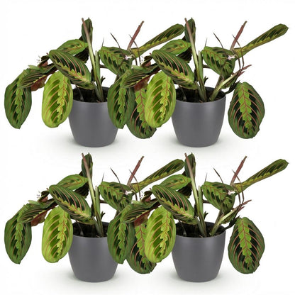 Deux élégantes Maranta Fascinator Tricolour aux feuilles vertes nervurées de rouge, dans des pots gris discrets