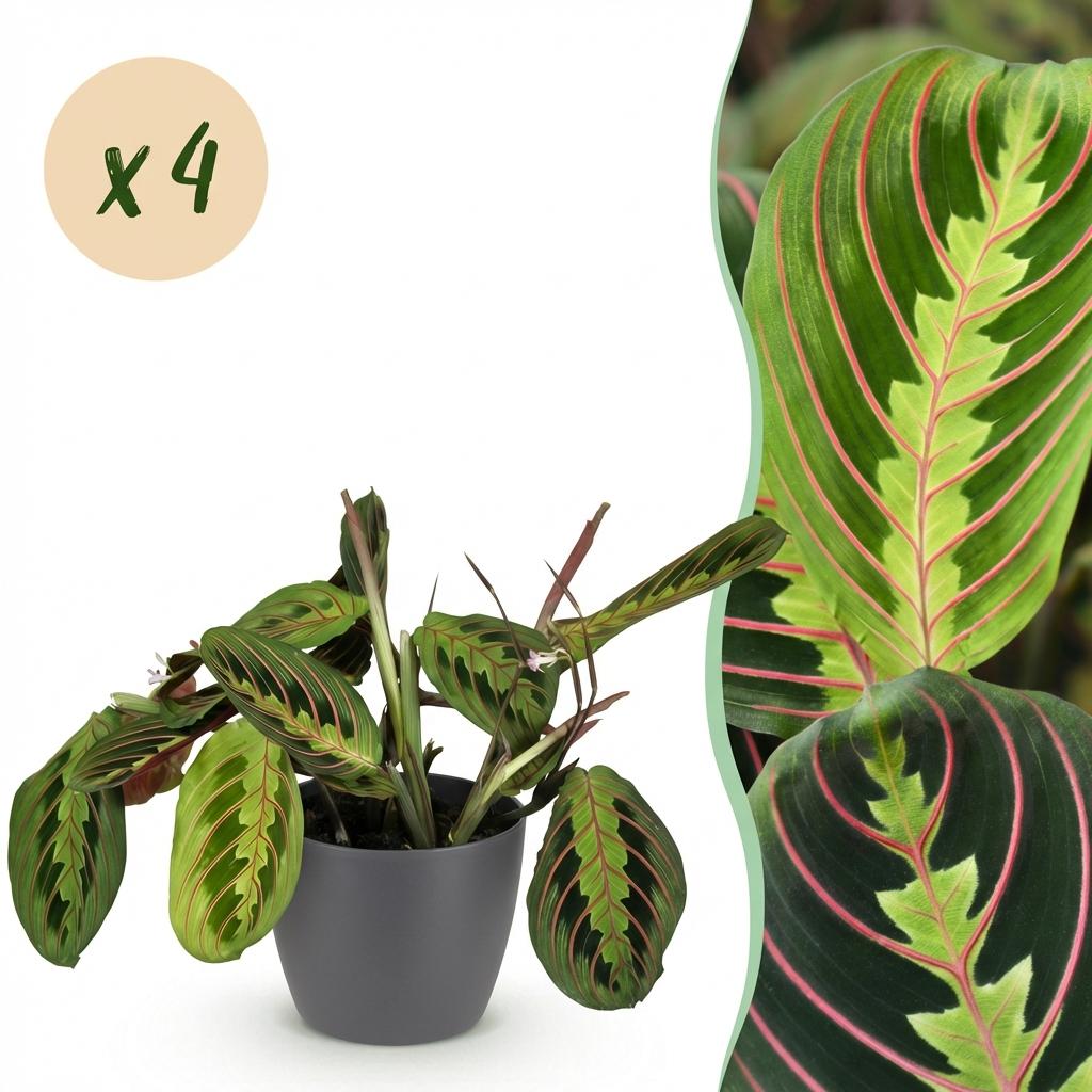 Une plante de prière Maranta Fascinator Tricolour aux feuilles vertes et rouges panachées, plantée dans un cache-pot gris