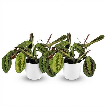 Deux Maranta Fascinator Tricolour aux feuilles vertes et rouges sont presentees dans des pots blancs sur fond uni