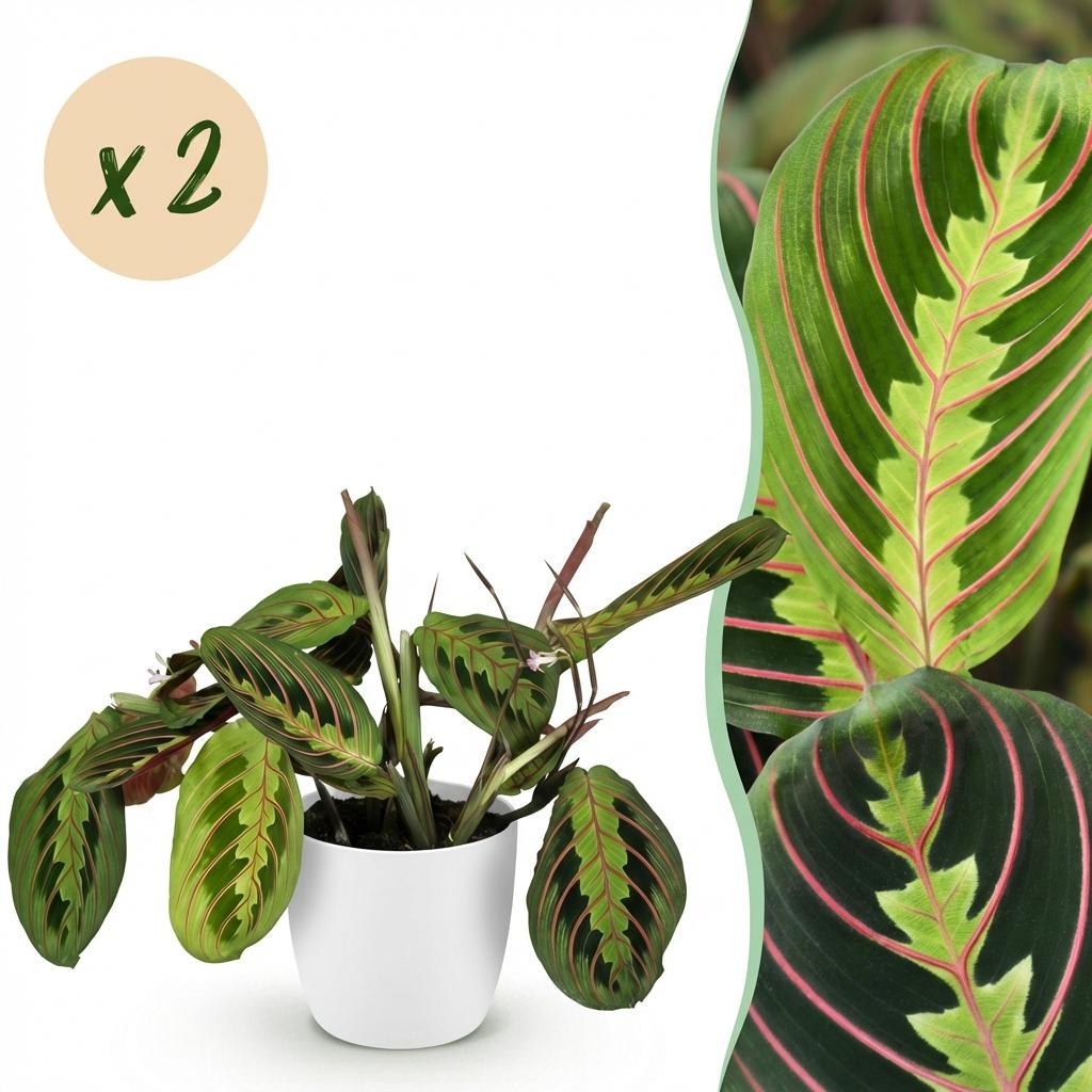 Une Maranta Fascinator Tricolour avec des feuilles vertes, rouges et vert clair, présentée dans un cache-pot blanc élégant