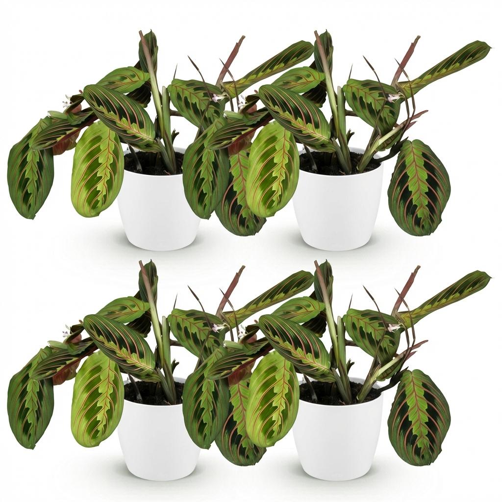 Deux paires de Maranta Fascinator Tricolour, chaque plante dans un pot blanc, avec un feuillage panaché vert et rose