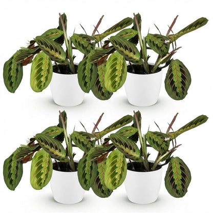 Deux paires de Maranta Fascinator Tricolour, chaque plante dans un pot blanc, avec un feuillage panaché vert et rose