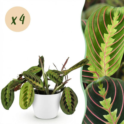Quatre Maranta Fascinator Tricolour au feuillage panaché de rose et vert, présentés dans un cache-pot blanc de 12cm
